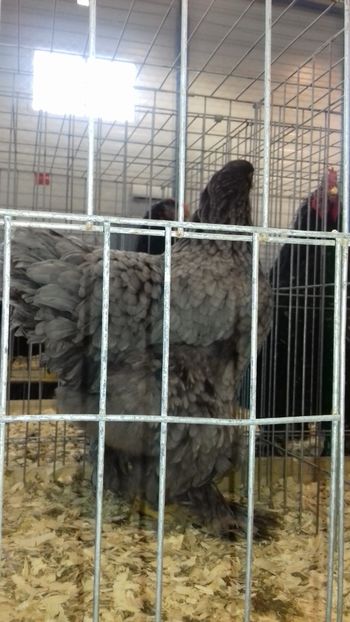  - BRAHMA ALBASTRU 2023