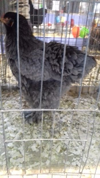  - BRAHMA ALBASTRU 2023