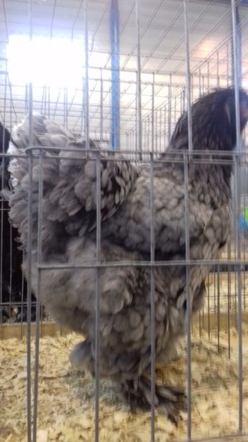  - BRAHMA ALBASTRU 2023