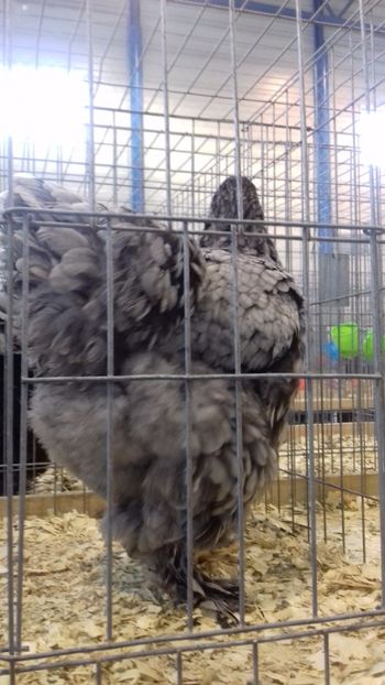  - BRAHMA ALBASTRU 2023