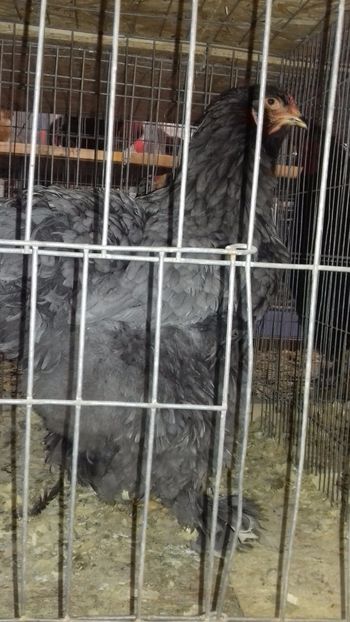  - BRAHMA ALBASTRU 2023