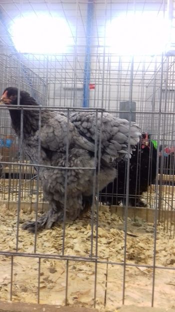  - BRAHMA ALBASTRU 2023