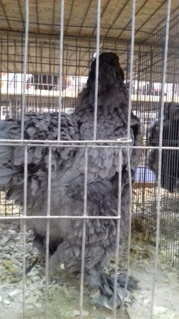  - BRAHMA ALBASTRU 2023