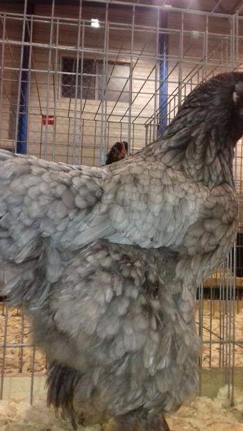  - BRAHMA ALBASTRU 2023