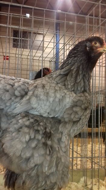  - BRAHMA ALBASTRU 2023