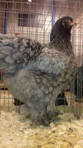  - BRAHMA ALBASTRU 2023