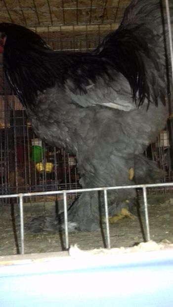  - BRAHMA ALBASTRU 2023