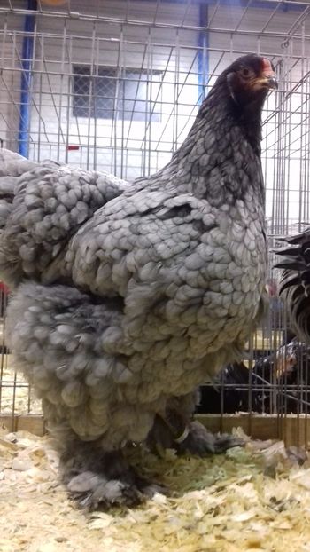  - BRAHMA ALBASTRU 2023