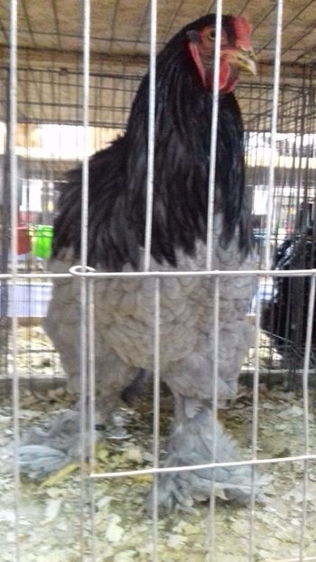  - BRAHMA ALBASTRU 2023