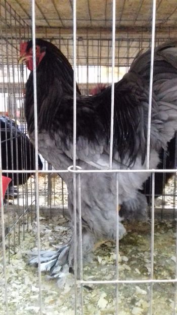  - BRAHMA ALBASTRU 2023