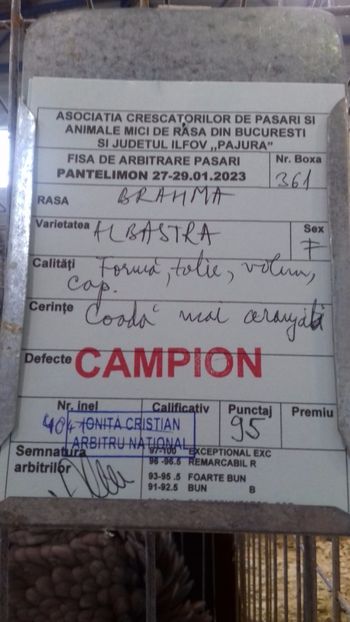  - BRAHMA ALBASTRU 2023