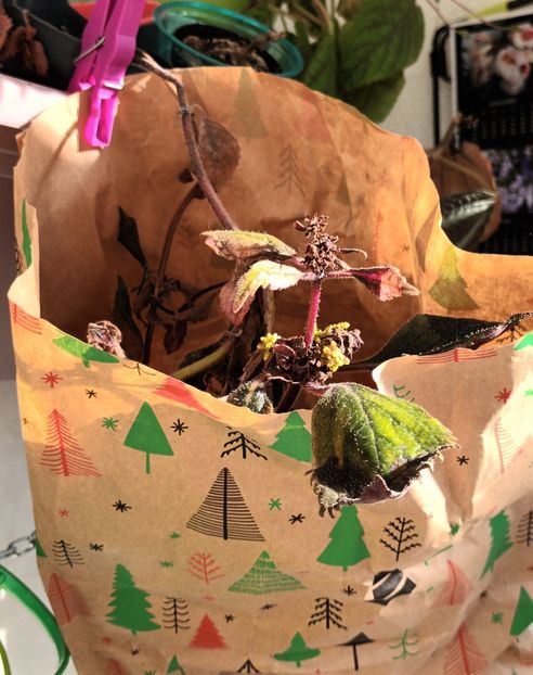 Rizomii aerieni - A mea dulce Mary