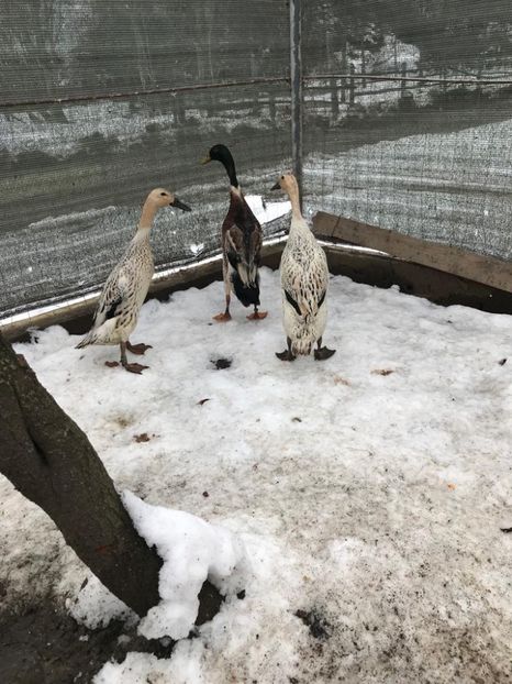 A448DBF7-F581-4CAD-AC0D-D815A791DB75 - Rate alergătoare indiene argintiu-sălbatic