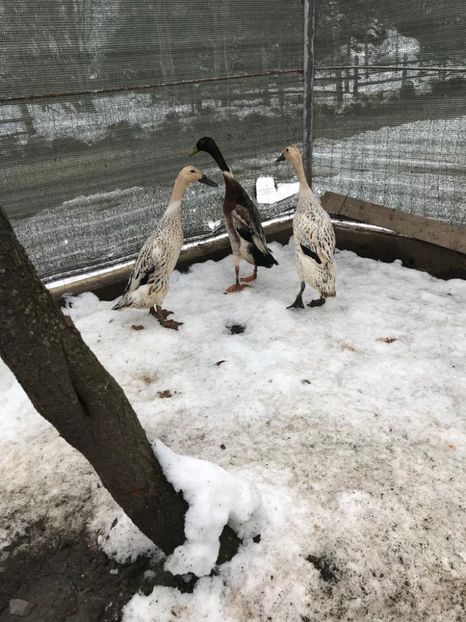 F7C96220-20C0-42A6-A603-02F559862269 - Rate alergătoare indiene argintiu-sălbatic