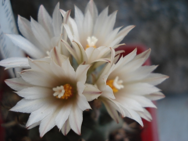 DSC08723 - Cactusi