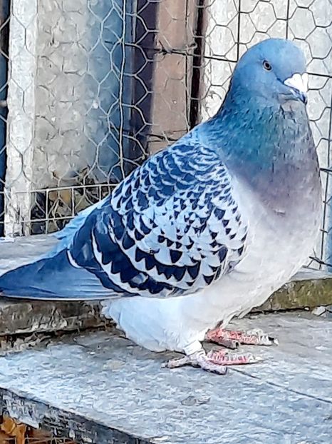  - FEMELE MATCĂ 2023