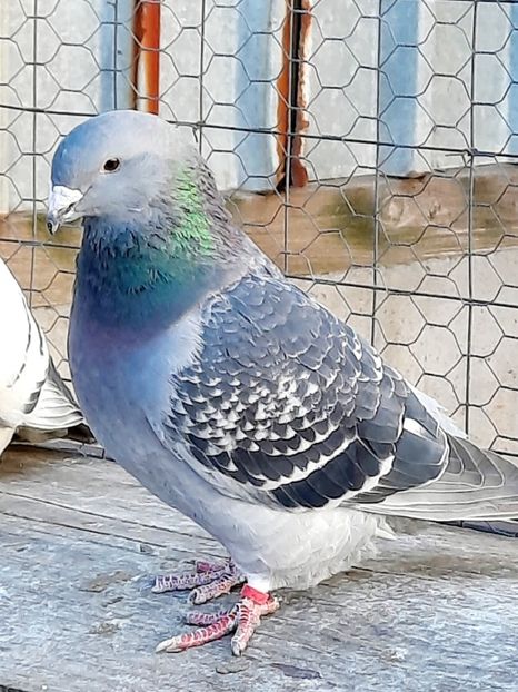  - FEMELE MATCĂ 2023