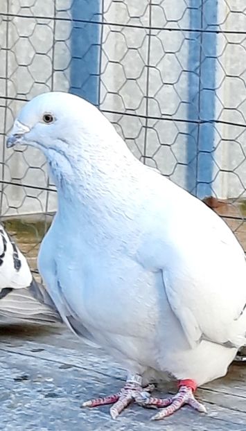  - FEMELE MATCĂ 2023