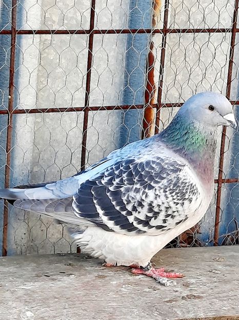  - FEMELE MATCĂ 2023