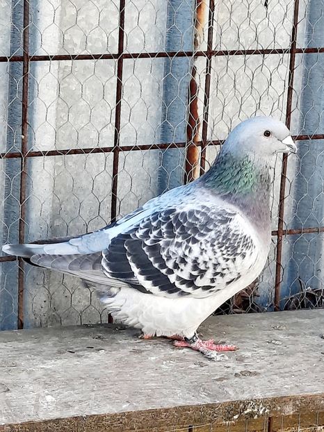  - FEMELE MATCĂ 2023