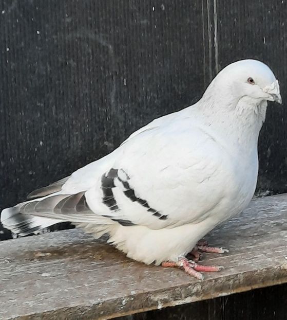  - FEMELE MATCĂ 2023