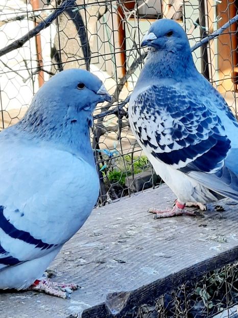  - FEMELE MATCĂ 2023