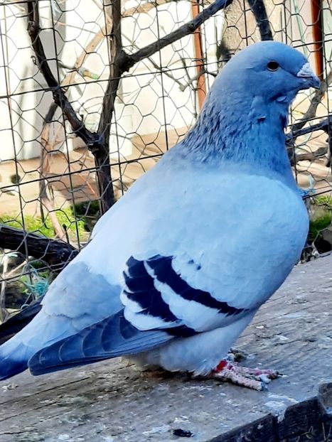  - FEMELE MATCĂ 2023