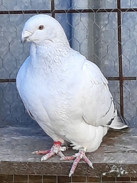  - FEMELE MATCĂ 2023