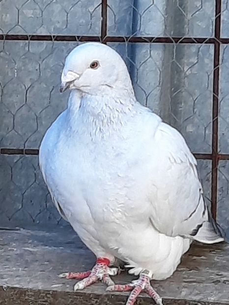  - FEMELE MATCĂ 2023