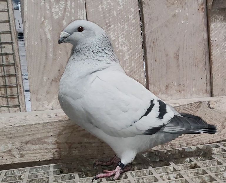 PL22-A2364 ARCHIWUM - i- MLODE -2022- Youth