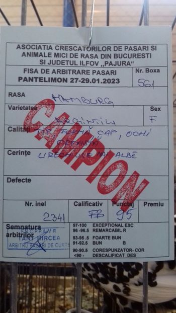  - HAMBURG ARGINTIU 2023