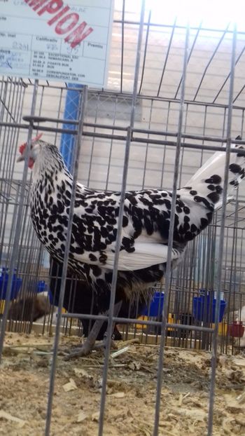  - HAMBURG ARGINTIU 2023