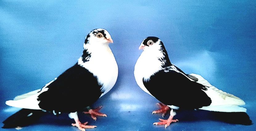 Perechea  25 - B - Perechi 2023