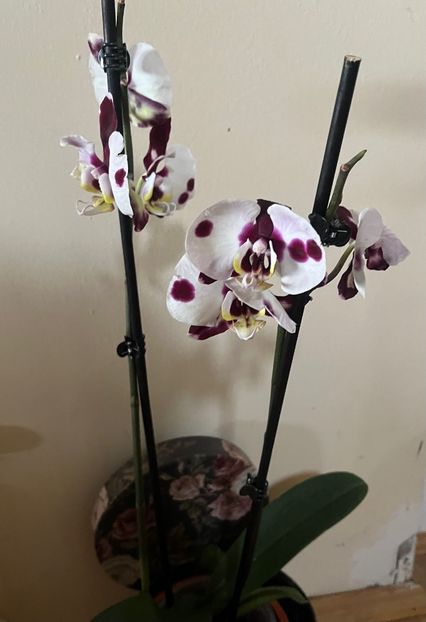 76DBC7BC-3771-4E0C-B160-541DF69BA9F4 - Orhidee