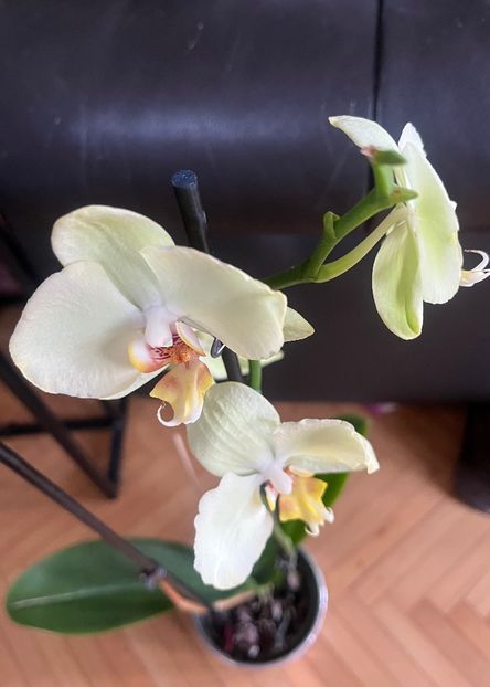 CCC40476-7F88-484D-ABA0-970A41E116A9 - Orhidee