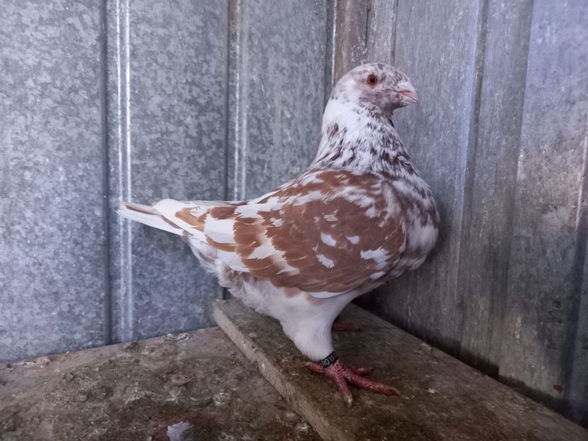 Femelă 2022 - AMERICAN GIANT HOMER FEMELE MATCĂ