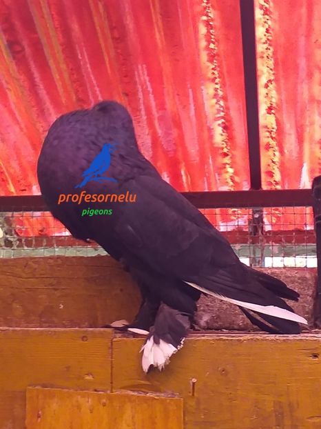vândut Alba - Porumbei VÂNDUȚI