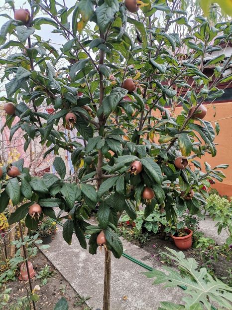 Mosmon - Plantele mele