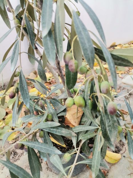 Maslin - Plantele mele