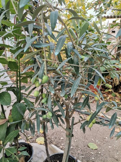 Maslin - Plantele mele