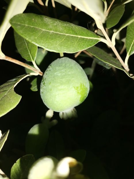 Feijoa - Plantele mele
