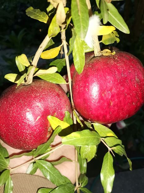 Rodie - Plantele mele