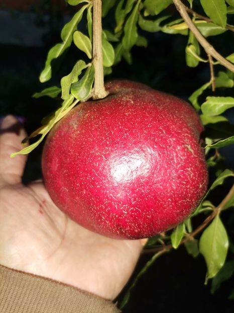 Rodie - Plantele mele