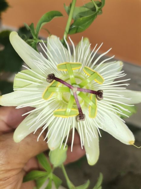 Floarea pasiunii - Plantele mele