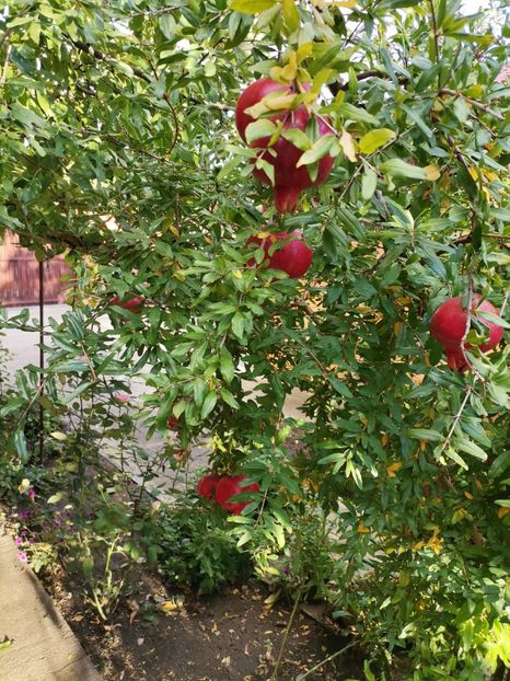 Rodie - Plantele mele