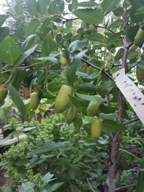 Jujube - Plantele mele