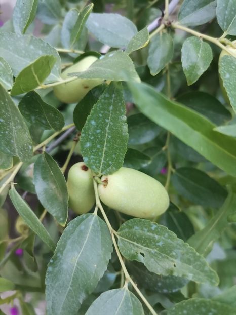 Jujube - Curmal chinezesc - Plantele mele