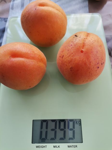 Cais - Plantele mele