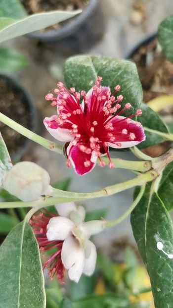 Feijoa - Plantele mele