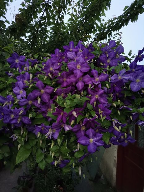 Clematis - Plantele mele